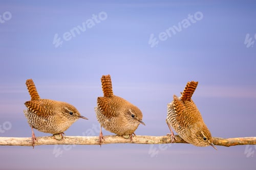 Preview: Cute Little Birds. Colorful Sky Background. Eurasian Wren.