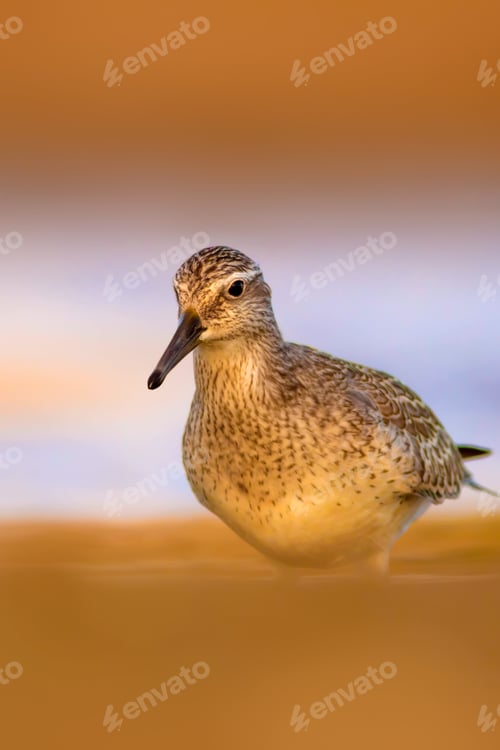 Preview: Cute Water Bird. Yellow Nature Background. Red Knot / Calidris Canutus