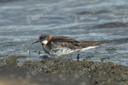 Preview: Red-Necked Phalarope (Phalaropus Lobatus) Iceland