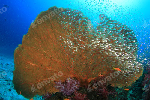 Preview: Colorful Coral Reef