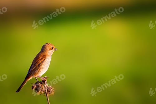 Preview: Cute Bird .Yellow Green Nature Background. Red Backed Shrike / Lanius Collurio