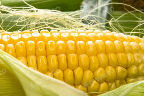 Preview: Fresh Corn On Cobs On Black Background, Closeup