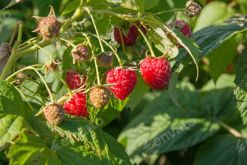 Preview: Lots Of Red Ripe Raspberries On A Bush. Close Up Of Fresh Organic Berries With Green Leaves On