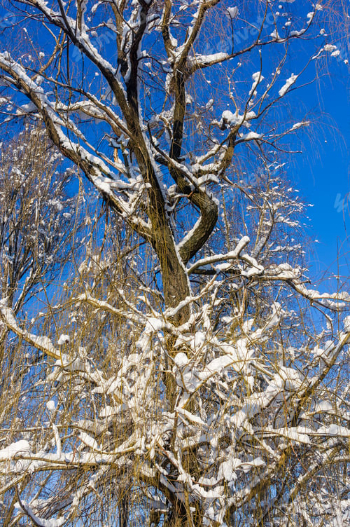 Preview: Winter Landscape - Snow And Icicles On Tree Branches Sparkle In The Rays Of The Bright Sun