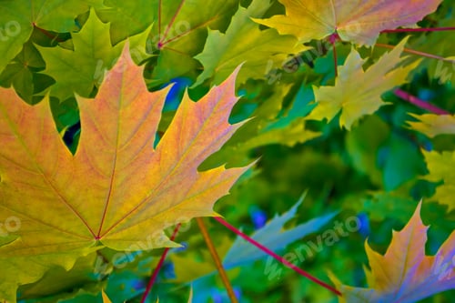 Preview: Autumn Landscape With Bright Colorful Leaves. Indian Summer. Maple