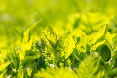 Preview: Green Spring Leaves In Close Up. Spring Background With Green Leaves Of Grass.