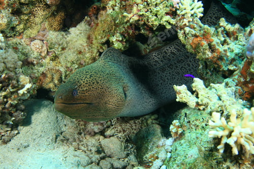Preview: Giant Moray Eel (Gymnothorax Javanicus)