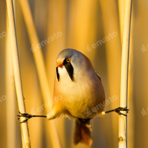 Preview: Bearded Funny Bird. Yellow Reeds Background.