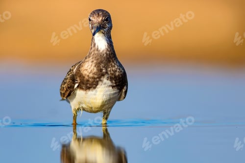 Preview: Cute Water Bird. Common Bird Ruddy Turnstone. Colorful Nature Background. Bird: Ruddy Turnstone