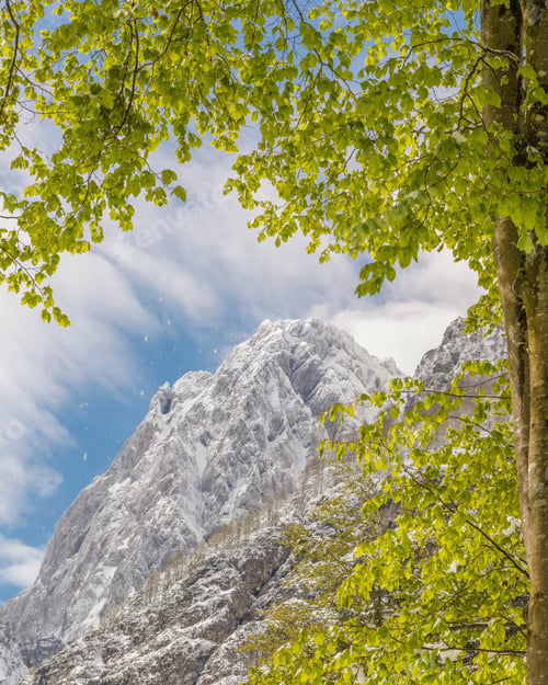 Preview: Snowy Mountains Framed In The Spring Leaves From The Tree