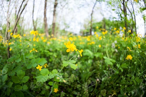 Preview: Celandine (Chelidonium Majus) Plants And Flowers In The Forest. Fisheye Lens Effects And Soft Focus