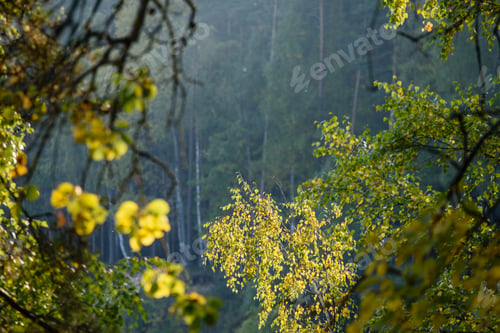 Preview: Autumn Gold Colored Leaves In Bright Sunlight In Forest On Dark Blur Background