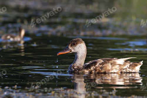Preview: Swimming Duck. Green Water Background. Bird: Red Crested Pochard. Netta Rufina.