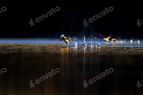 Preview: Lake And Water Birds. Sunset Light And Dark Background.