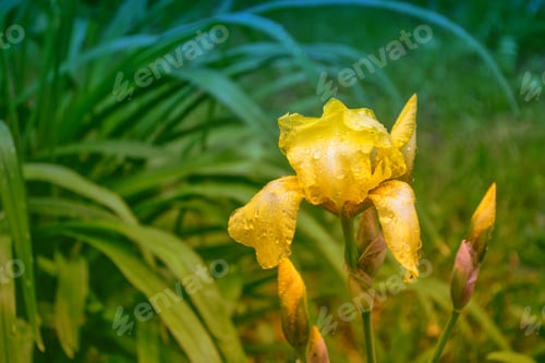 Preview: Bright Colorful Iris Flowers On A Background Of The Spring Landscape.