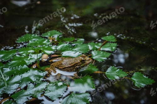 Preview: Frog On Lily Pad A Macro Background. Magic Botanical Garden In Batumi, Georgia