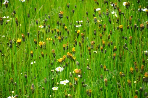 Preview: Meadow Field Grass