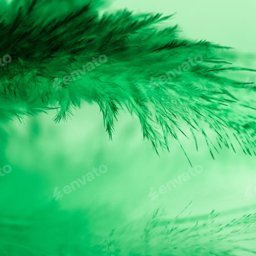 Preview: Colorful Rooster Feather With Details And Reflexions