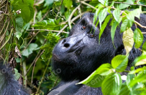 Preview: One Of The Most Endangered Animals, A Great Silverback Mountain Gorilla, In The Bwindi National