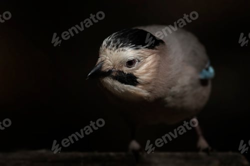 Preview: Eurasian Jay. Black Nature Background.