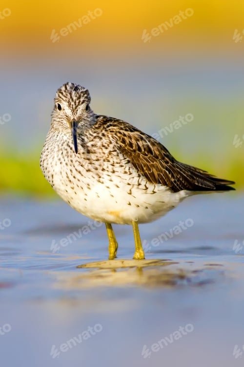 Preview: Cute Bird Sandpiper. Colorful Nature Background Marsh Sandpiper / Tringa Stagnatilis