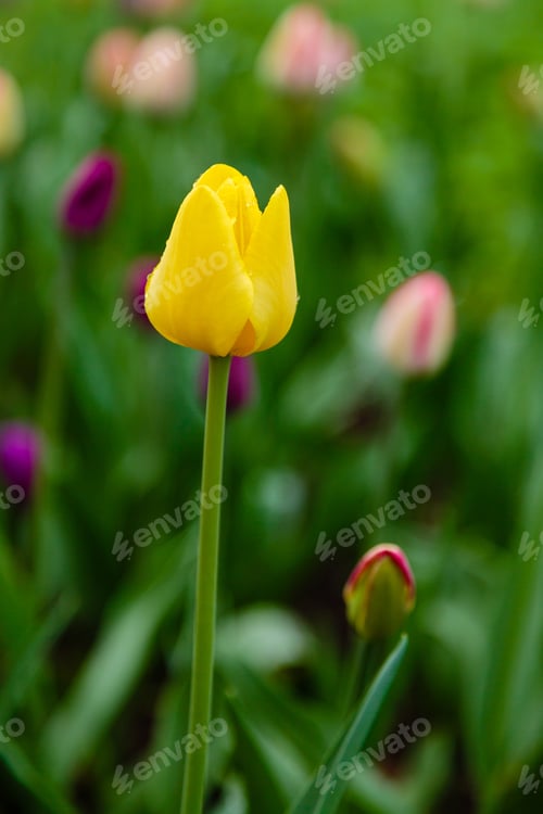 Preview: Yellow Flower Of Tulip Sort Golden Parade. Hybrids Of Tulips - A Beautiful Spring Bulbs. Growing