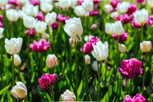 Preview: White And Purple Tulips (Variety Finola) In The Park