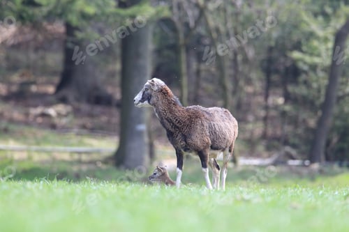 Preview: Big European Mouflon ( Ovis Orientalis ) On The Grassland Wild Animal In The Nature Habitat, Saxony