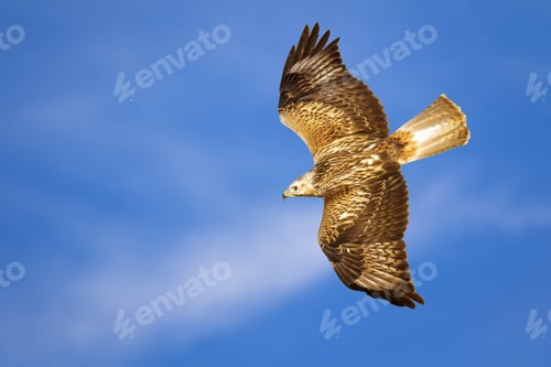 Preview: Bird Of Prey. Isolated Bird. Blue Sky Background. Long Legged Buzzard. Buteo Rufinus.
