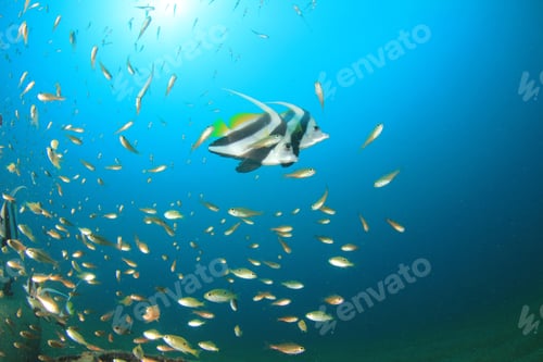 Preview: Schooling Bannerfish Fish Underwater
