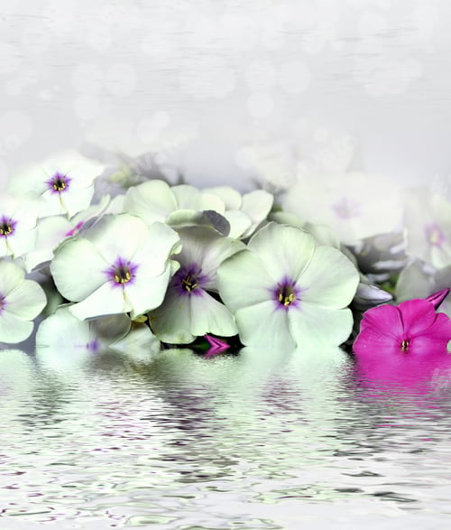 Preview: Phlox Flowers