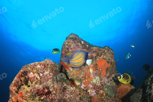 Preview: Underwater Tropical Fish In Ocean. Coral Reef In Sea
