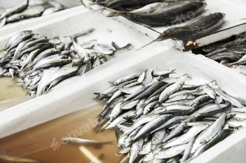 Preview: Fresh Fish In A Market, Detail Of An Old Market, Healthy Food