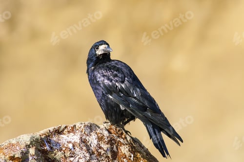 Preview: Black Crown. Rook. Brown Nature Background.