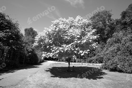 Preview: A Solitary Tree Casts A Shadow At Midday In Summer.