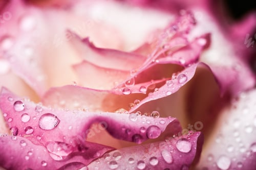 Preview: Colorful, Beautiful, Delicate Rose Petals And Water Drops