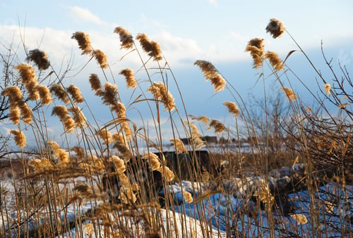 Preview: Wild Grass Over Snowy Nature Background