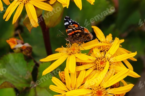 Preview: Ligularia Dentata Hara In Autumn Garden. Butterflies On Yellow Daisies.