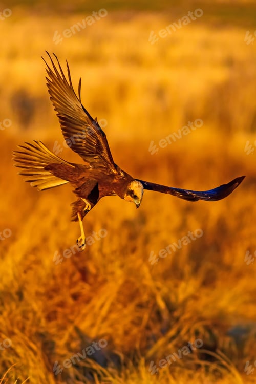 Preview: Flying Bird. Bird Of Prey. Natural Background.