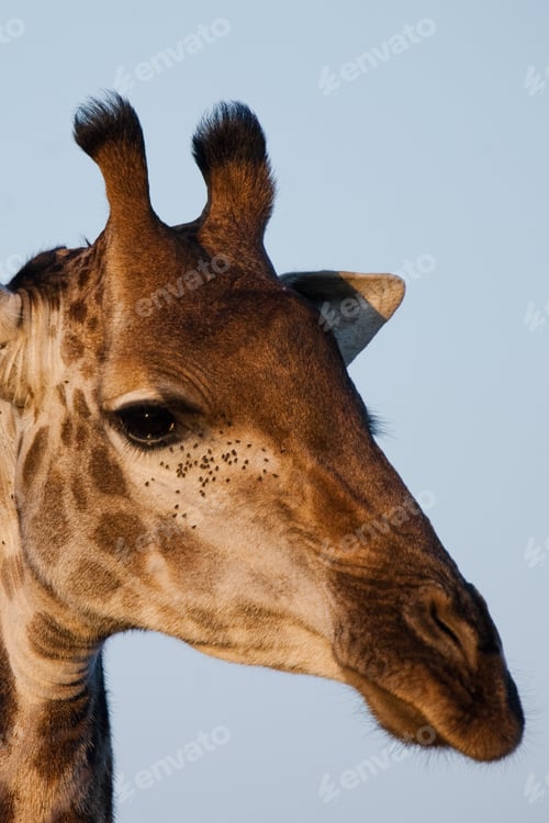 Preview: Giraffe In The Kruger National Park, South Africa
