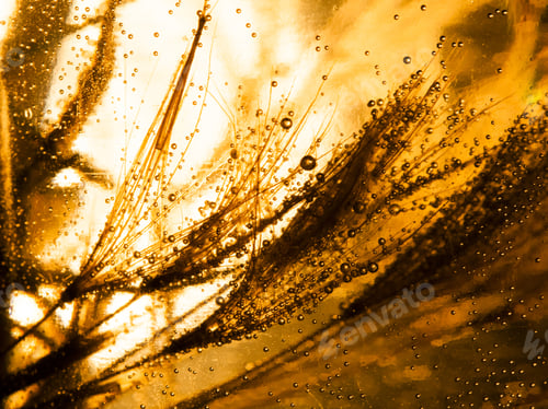 Preview: Colorful Underwater Dandelion Seeds With Bubbles