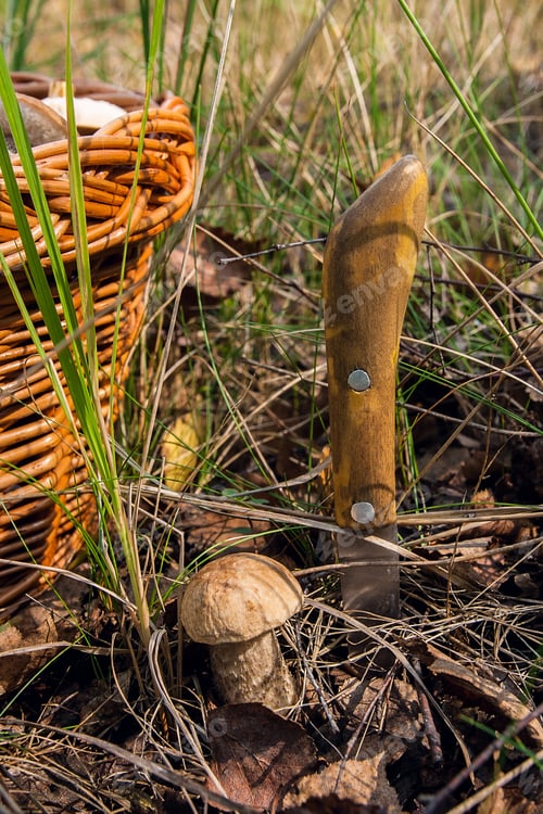 Preview: Close Up View Of Edible Forest Mushroom Brown Cap Boletus Growing In The Autumn Forest Among Fallen