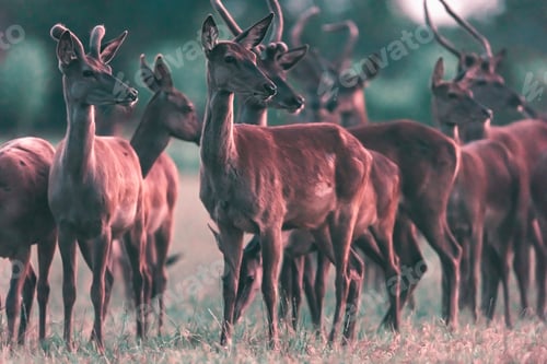 Preview: Herd Of Red Deer In Meadow In Evening Sunlight.