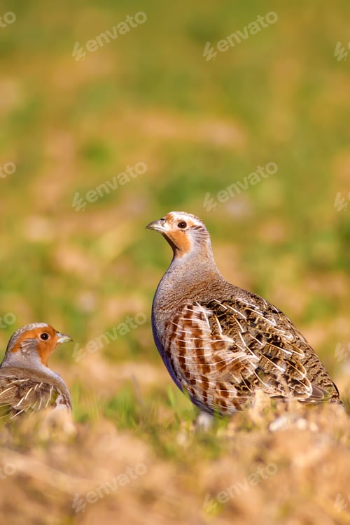 Preview: Partridges. Colorful Nature Background. Bird: Grey Partridge. Perdix Perdix.