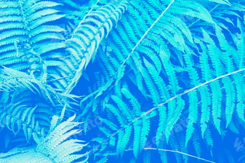 Preview: Green Leaves Of The Fern Against The Background Of The Summer Landscape.