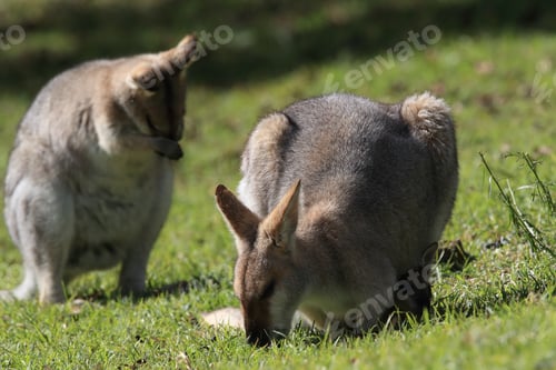 Preview: Red-Necked Wallaby Or Bennett'S Wallaby (Macropus Rufogriseus) Bunya Mountains, Queensland