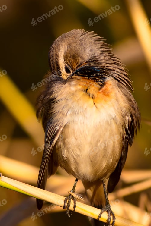 Preview: Cute Bird. Colorful Natural Background. Bird: Common Bird Bluethroat. Luscinia Svecica.