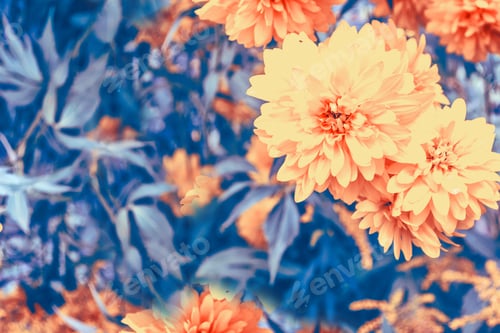Preview: Colorful Dahlia Flowers On A Background Of The Autumn Landscape