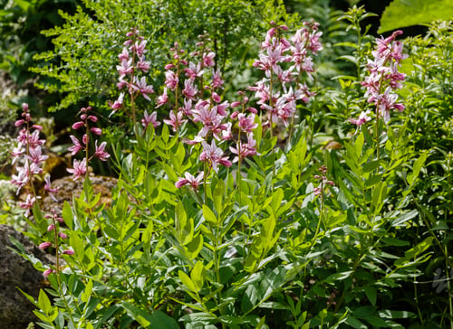 Preview: Dictamnus Albus - Bush Of Moses, The Burning Bush In Garden