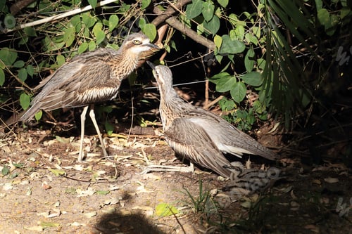Preview: Bush Stone-Curlew Or Bush Thick-Knee (Burhinus Grallarius) With Chicks, Australia